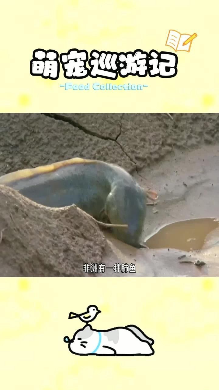 肺魚離開水能活多久 肺魚離開水能活多久 觀賞魚百科 第3張