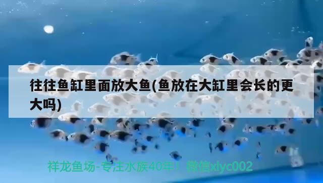 往往魚缸里面放大魚(魚放在大缸里會長的更大嗎)