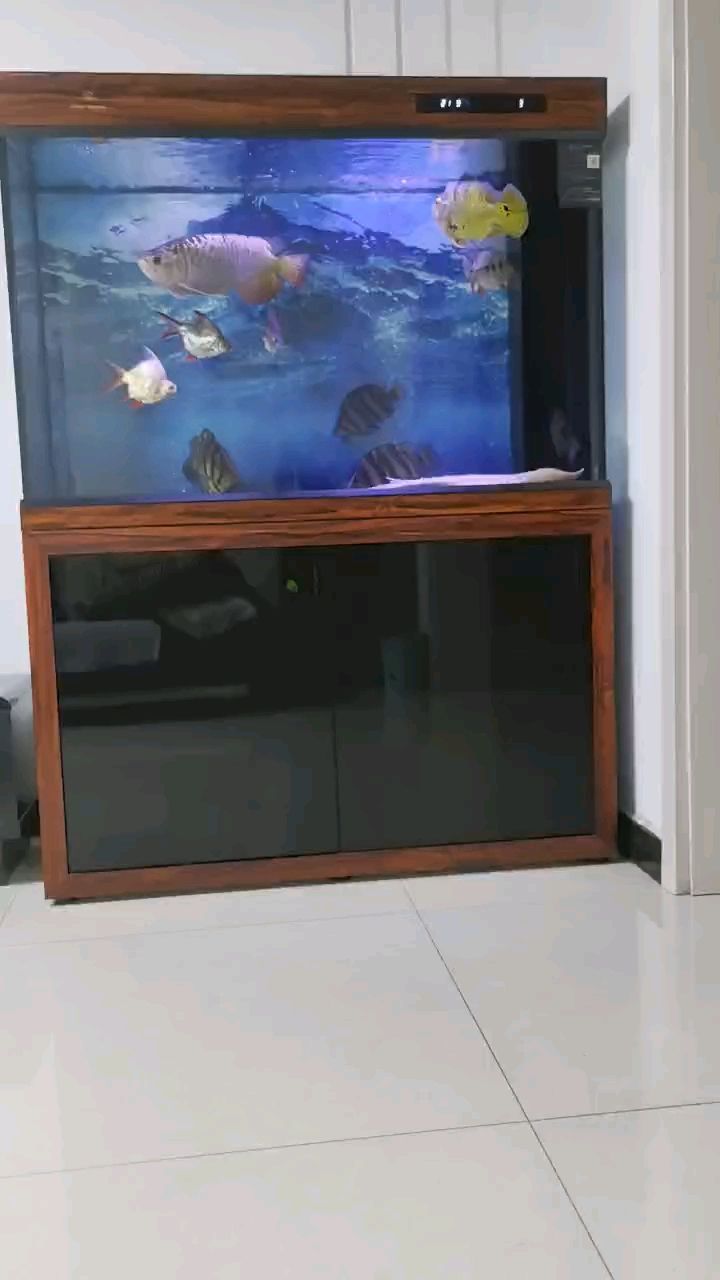 魚缸造景先放沙還是先放水(魚缸造景先鋪沙還是先放石頭) 欣賞虎魚 龍魚論壇 欣賞虎魚 欣賞虎魚 龍魚論壇