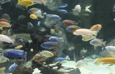 巢湖水族館：安徽巢湖水族館周邊酒店(巢湖市開心水族館