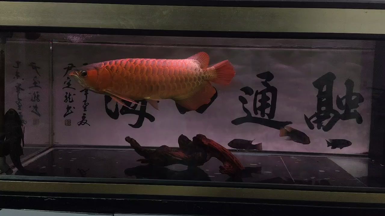 老龍王依舊活力四射