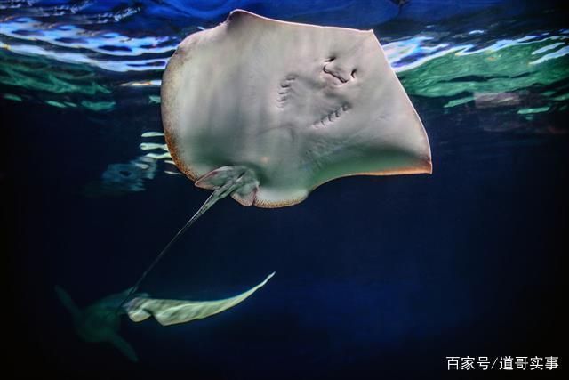 白鯊魚觀賞魚好養么嗎（如何養護觀賞鯊魚？） 白鯊魚觀賞魚好養么嗎（如何養護觀賞鯊魚？） 觀賞魚百科 第2張