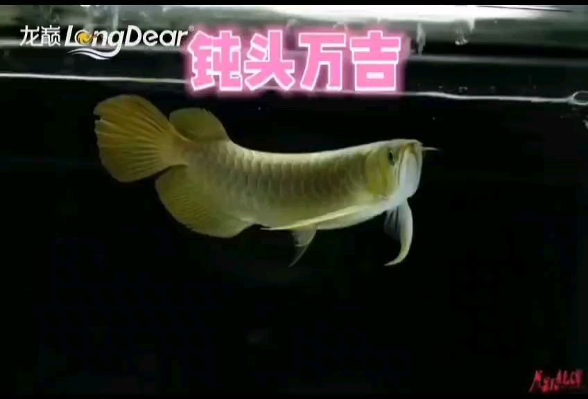 轉(zhuǎn)發(fā)956