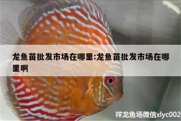 龍魚苗批發市場在哪里:龍魚苗批發市場在哪里啊 龍魚苗批發市場在哪里:龍魚苗批發市場在哪里啊 觀賞魚百科