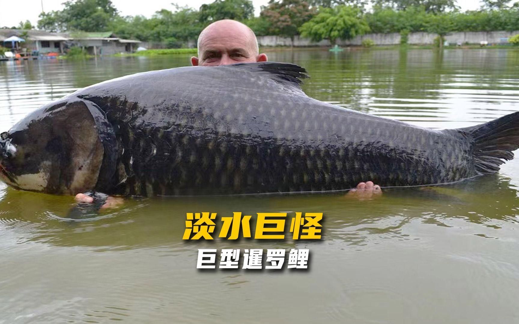 泰國大鯽魚暹羅巨鯉