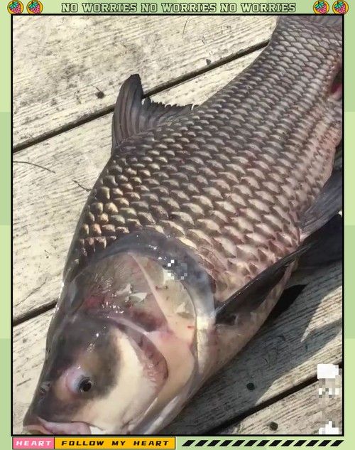 泰國大鯽魚暹羅巨鯉