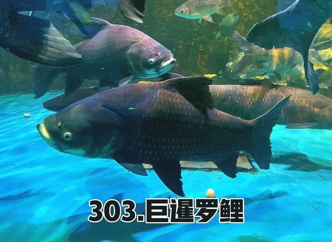 泰國大鯽魚暹羅巨鯉