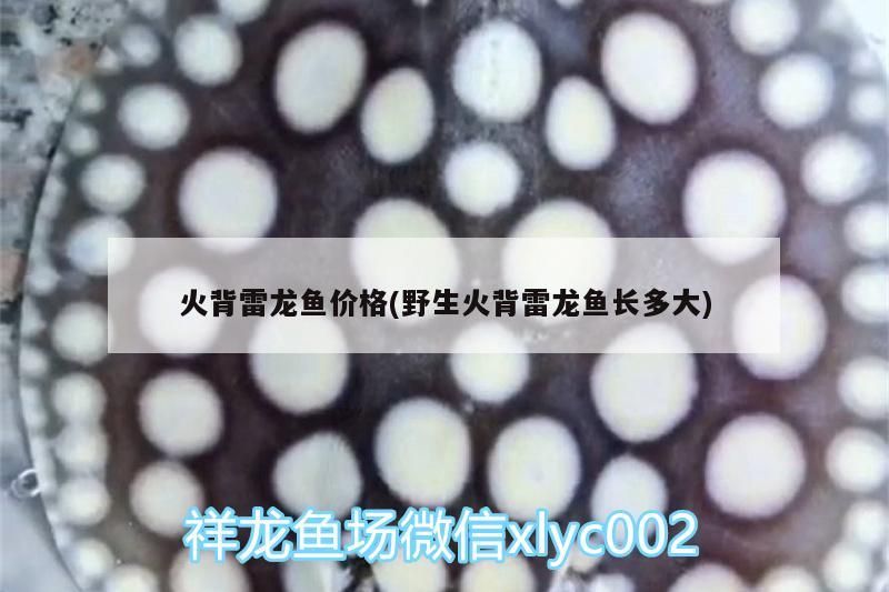 龍魚干蝦有營養嗎 火背雷龍魚價格(野生火背雷龍魚長多大) 觀賞魚百科 火背雷龍魚價格(野生火背雷龍魚長多大) 火背雷龍魚價格(野生火背雷龍魚長多大) 觀賞魚百科