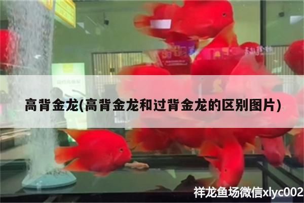 觀賞魚 高背金龍(高背金龍和過背金龍的區別圖片) 觀賞魚百科 高背金龍(高背金龍和過背金龍的區別圖片) 高背金龍(高背金龍和過背金龍的區別圖片) 觀賞魚百科