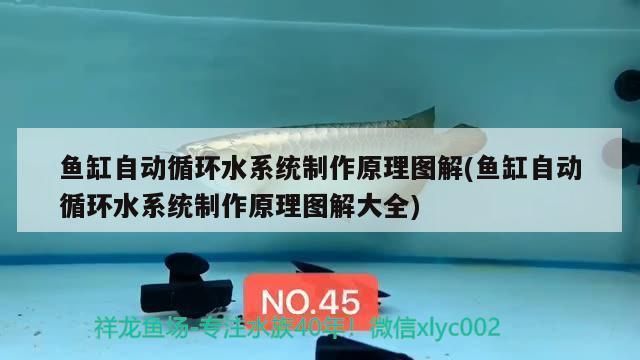 龍魚浮在水面上怎么辦呢(龍魚為什么浮在水面上)