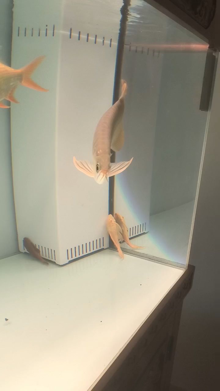 會跳舞的龍魚