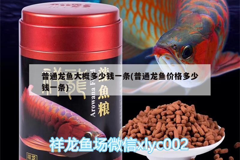 普通龍魚大概多少錢一條(普通龍魚價(jià)格多少錢一條) 普通龍魚大概多少錢一條(普通龍魚價(jià)格多少錢一條) 觀賞魚百科