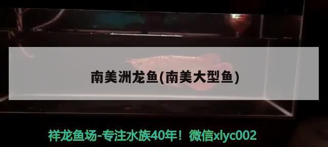南美洲龍魚(南美大型魚) 南美洲龍魚(南美大型魚) 觀賞魚百科