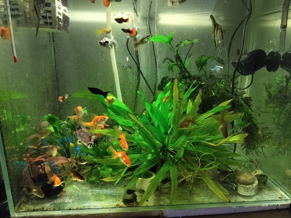 換了水就是不一樣 換了水就是不一樣 龍魚論壇 第1張