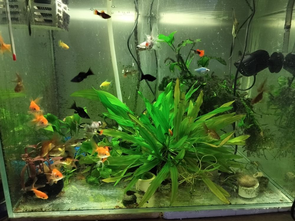 換了水就是不一樣 換了水就是不一樣 龍魚論壇 第3張