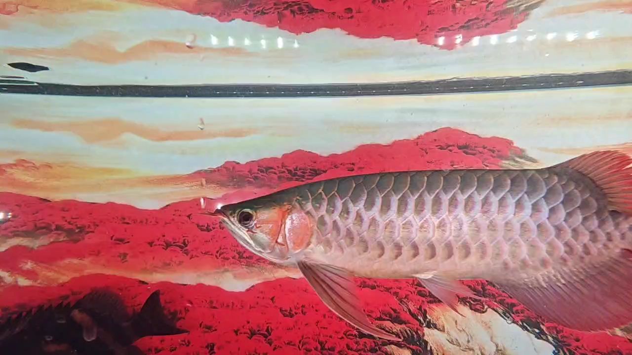 成長(zhǎng)記 成長(zhǎng)記 龍魚論壇