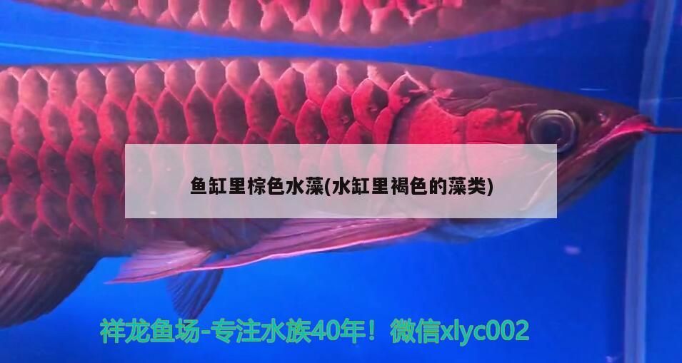 觀賞魚(yú) 魚(yú)缸里棕色水藻(水缸里褐色的藻類) 觀賞魚(yú)百科 魚(yú)缸里棕色水藻(水缸里褐色的藻類) 魚(yú)缸里棕色水藻(水缸里褐色的藻類) 觀賞魚(yú)百科