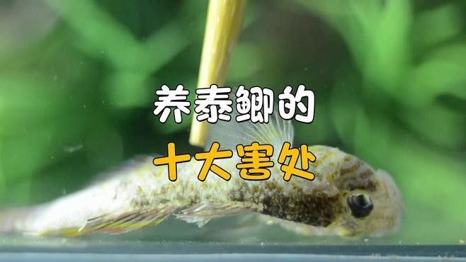 泰國雪鯽魚常見疾病 泰國雪鯽魚常見疾病 觀賞魚百科 第2張
