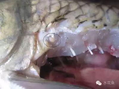 泰國雪鯽魚常見疾病 泰國雪鯽魚常見疾病 觀賞魚百科 第6張