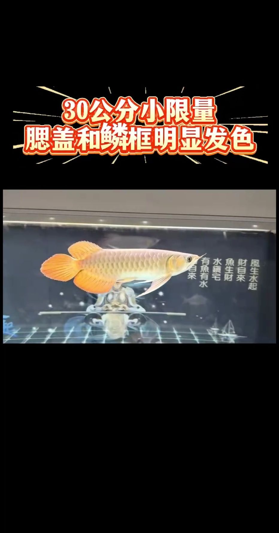 凌晨兩點不睡覺，給河北魚友們做飼養指導[嘿哈] 再辛苦都不怕，我們一起齊心協力一起把好魚養好是我最大的動力?? 30公分小限量，入缸兩個月，發色迅猛！ 腮蓋以及鱗框發色強勢???????????? 體型保持穩定，尾骨張力夠硬???? 養功不錯，就目前的換水及喂食繼續保持即可[嘿哈] 養魚沒有固定公式！！！ 每條魚和每個寶寶一樣，都有自己獨特的地方，根據不同個體做個性化差異飼養才是王道！ #萬隆天王紅龍 #紅龍 #龍魚 #觀賞魚 #養魚日記