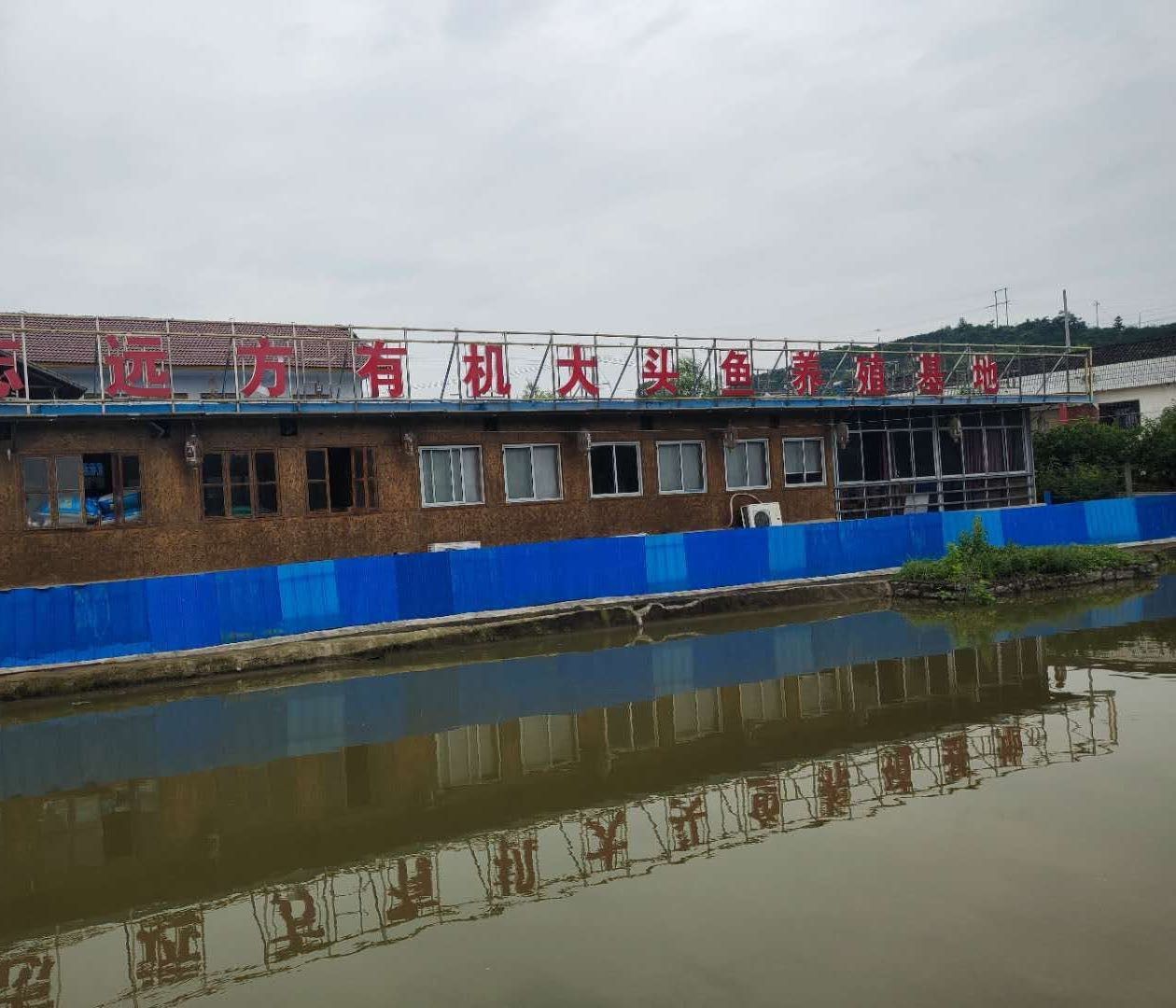 石門金龍魚 石門金龍魚 觀賞魚百科 第12張