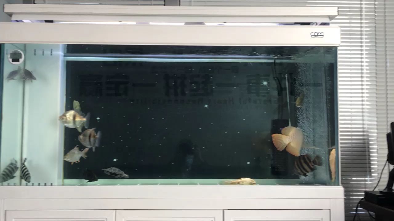127天新?lián)Q的黑背景 127天新?lián)Q的黑背景 觀賞魚百科 第1張