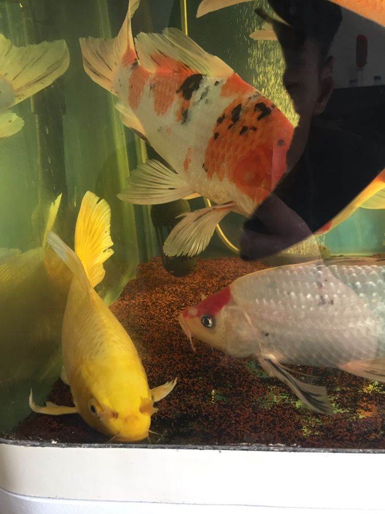 心累? 觀賞魚百科 第2張 心累? 心累? 觀賞魚百科 第2張