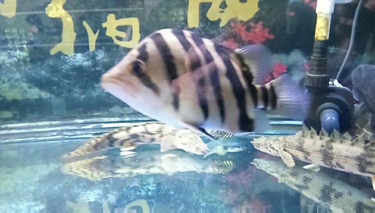 心累? 觀賞魚百科 第1張 心累? 心累? 觀賞魚百科 第1張