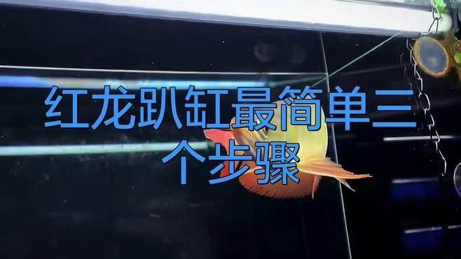 南豐紅龍魚最簡單三個步驟