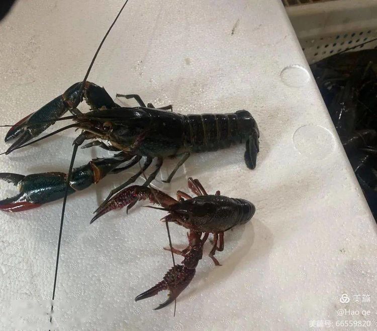 臨潼鴻海澳龍