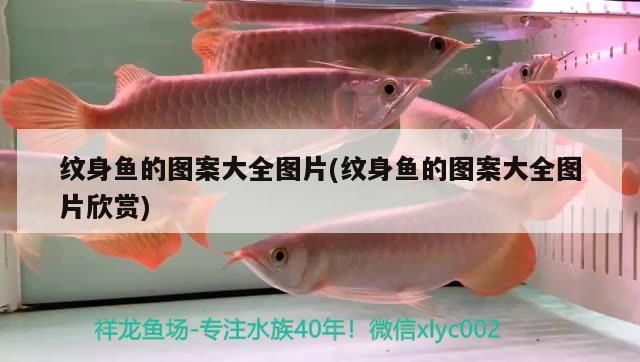 紋身魚的圖案大全圖片(紋身魚的圖案大全圖片欣賞) 紋身魚的圖案大全圖片(紋身魚的圖案大全圖片欣賞) 觀賞魚百科