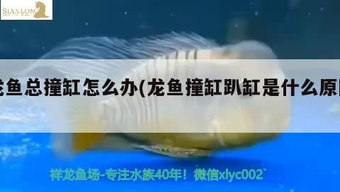 龍魚總撞缸怎么辦(龍魚撞缸趴缸是什么原因)