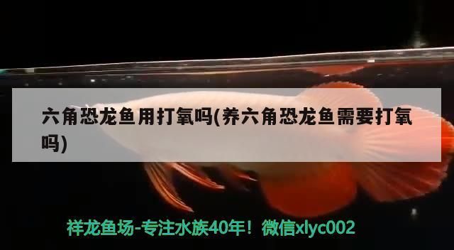 魚缸用增氧泵價格是多少:魚缸增氧機-xtrac增氧機-xtrac增氧機 六角恐龍魚用打氧嗎(養六角恐龍魚需要打氧嗎) 觀賞魚百科 六角恐龍魚用打氧嗎(養六角恐龍魚需要打氧嗎) 六角恐龍魚用打氧嗎(養六角恐龍魚需要打氧嗎) 觀賞魚百科
