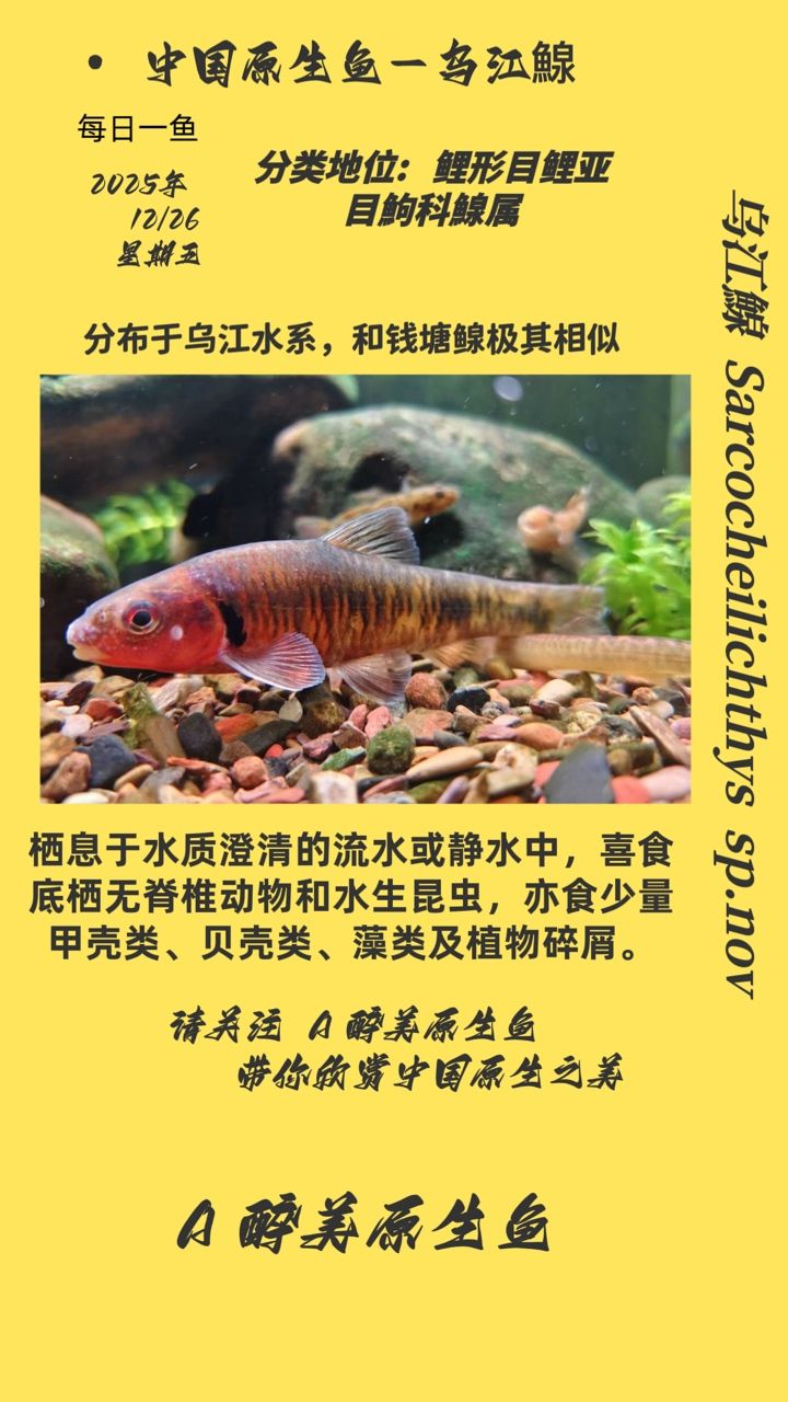 烏江鰁