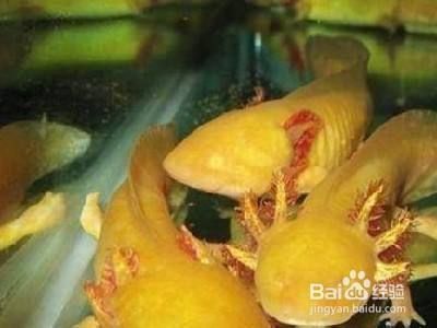 六角恐龍魚換什么水：六角恐龍魚水質檢測方法