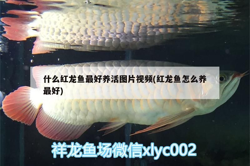 什么紅龍魚最好養活圖片視頻(紅龍魚怎么養最好) 什么紅龍魚最好養活圖片視頻(紅龍魚怎么養最好) 觀賞魚百科