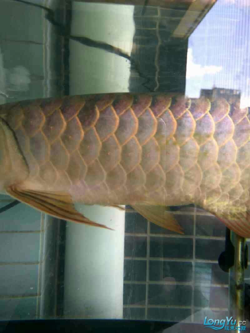 朋友想出條魚～請高手看看值多少錢～還能長嗎？ 朋友想出條魚～請高手看看值多少錢～還能長嗎？ 觀賞魚百科 第2張