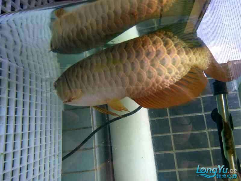 朋友想出條魚～請高手看看值多少錢～還能長嗎？ 朋友想出條魚～請高手看看值多少錢～還能長嗎？ 觀賞魚百科 第1張