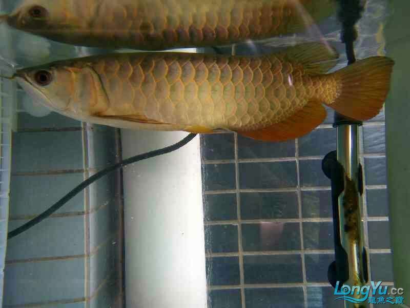 朋友想出條魚～請高手看看值多少錢～還能長嗎？ 朋友想出條魚～請高手看看值多少錢～還能長嗎？ 觀賞魚百科 第3張