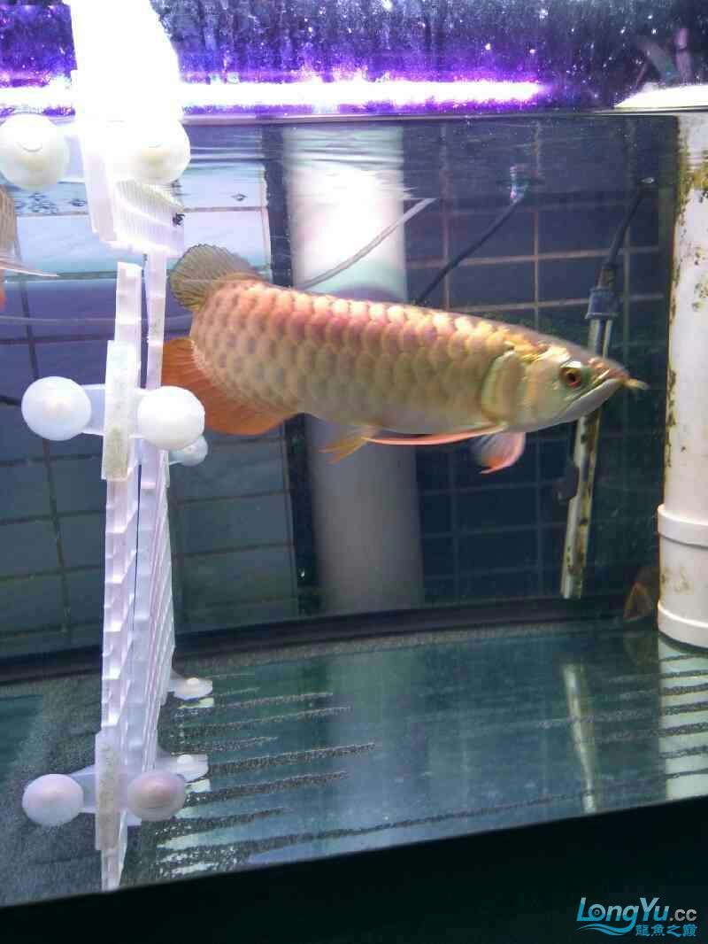 朋友想出條魚～請高手看看值多少錢～還能長嗎？ 朋友想出條魚～請高手看看值多少錢～還能長嗎？ 觀賞魚百科 第4張