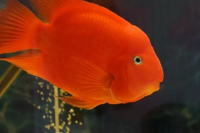 關于鸚鵡魚，你還有多少不知道的？