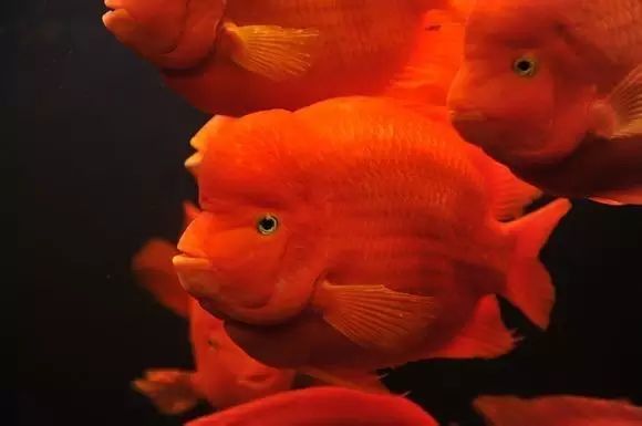 關于鸚鵡魚，你還有多少不知道的？