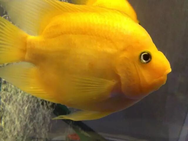 關于鸚鵡魚，你還有多少不知道的？