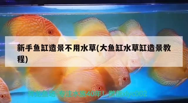 新手魚缸造景不用水草(大魚缸水草缸造景教程)