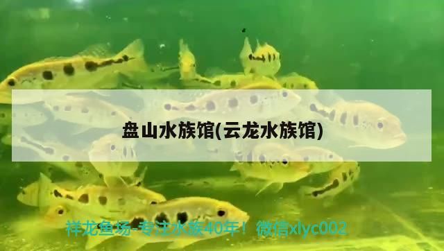 盤山水族館(云龍水族館) 盤山水族館(云龍水族館) 觀賞魚百科