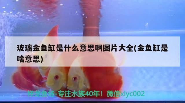 魚缸用增氧泵價格是多少:魚缸增氧機-xtrac增氧機-xtrac增氧機 玻璃金魚缸是什么意思啊圖片大全(金魚缸是啥意思) 觀賞魚百科 玻璃金魚缸是什么意思啊圖片大全(金魚缸是啥意思) 玻璃金魚缸是什么意思啊圖片大全(金魚缸是啥意思) 觀賞魚百科