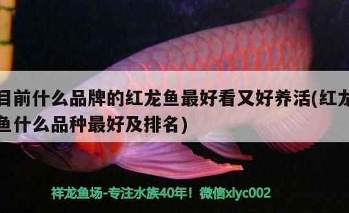 魚缸過濾器選購指南:自制魚缸過濾器魚缸上置過濾器對(duì)于養(yǎng)魚愛好者的必備知識(shí) 目前什么品牌的紅龍魚最好看又好養(yǎng)活(紅龍魚什么品種最好及排名) 觀賞魚百科 目前什么品牌的紅龍魚最好看又好養(yǎng)活(紅龍魚什么品種最好及排名) 目前什么品牌的紅龍魚最好看又好養(yǎng)活(紅龍魚什么品種最好及排名) 觀賞魚百科