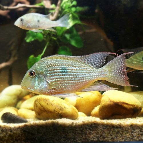 白子關(guān)刀魚最正宗三個牌子