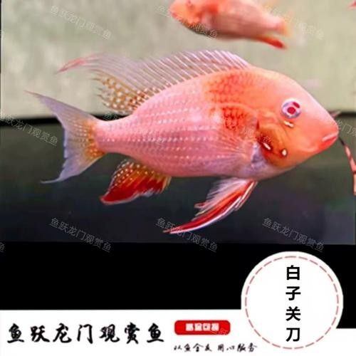 白子關(guān)刀魚最正宗三個牌子