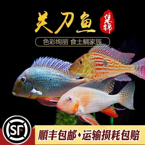 白子關(guān)刀魚最正宗三個牌子
